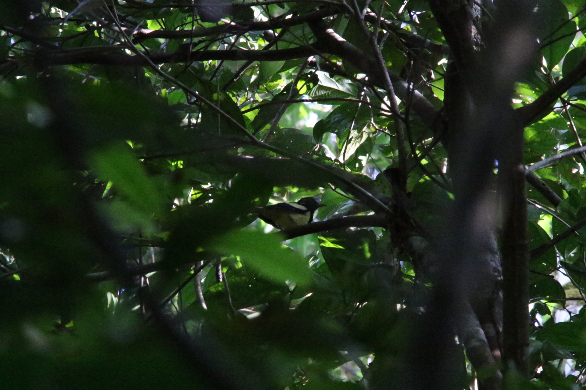 Biak Monarch (Symposiachrus brehmii), photo 4