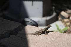 Sceloporus occidentalis