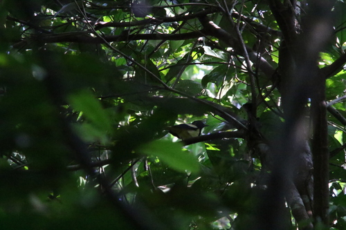 Biak Monarch (Symposiachrus brehmii), photo 7
