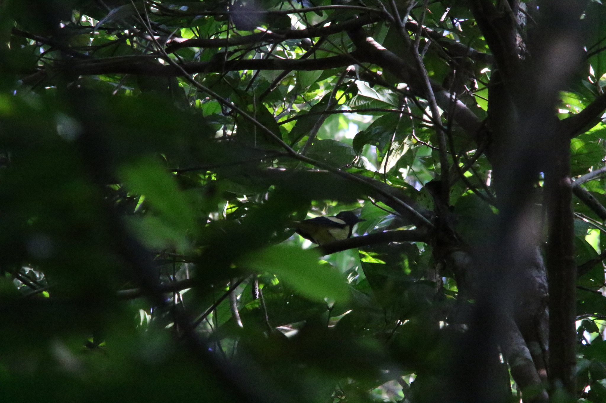 Biak Monarch (Symposiachrus brehmii), photo 5