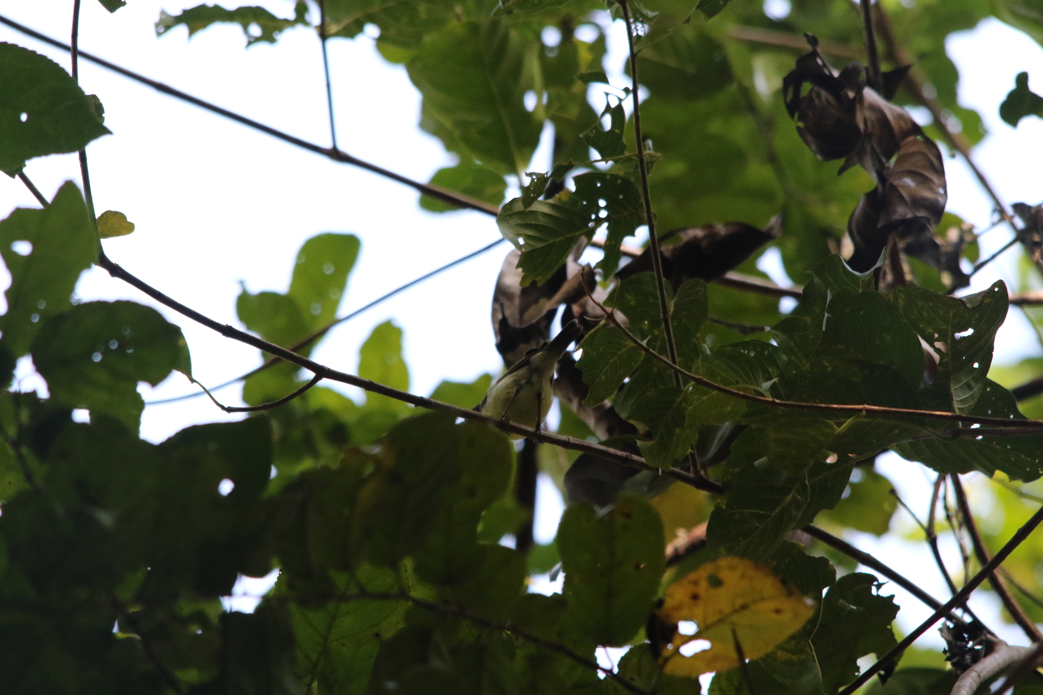 Biak Gerygone (Gerygone hypoxantha), photo 9