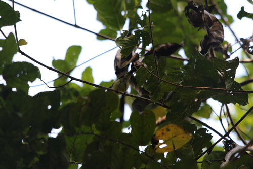 Biak Gerygone (Gerygone hypoxantha), photo 9