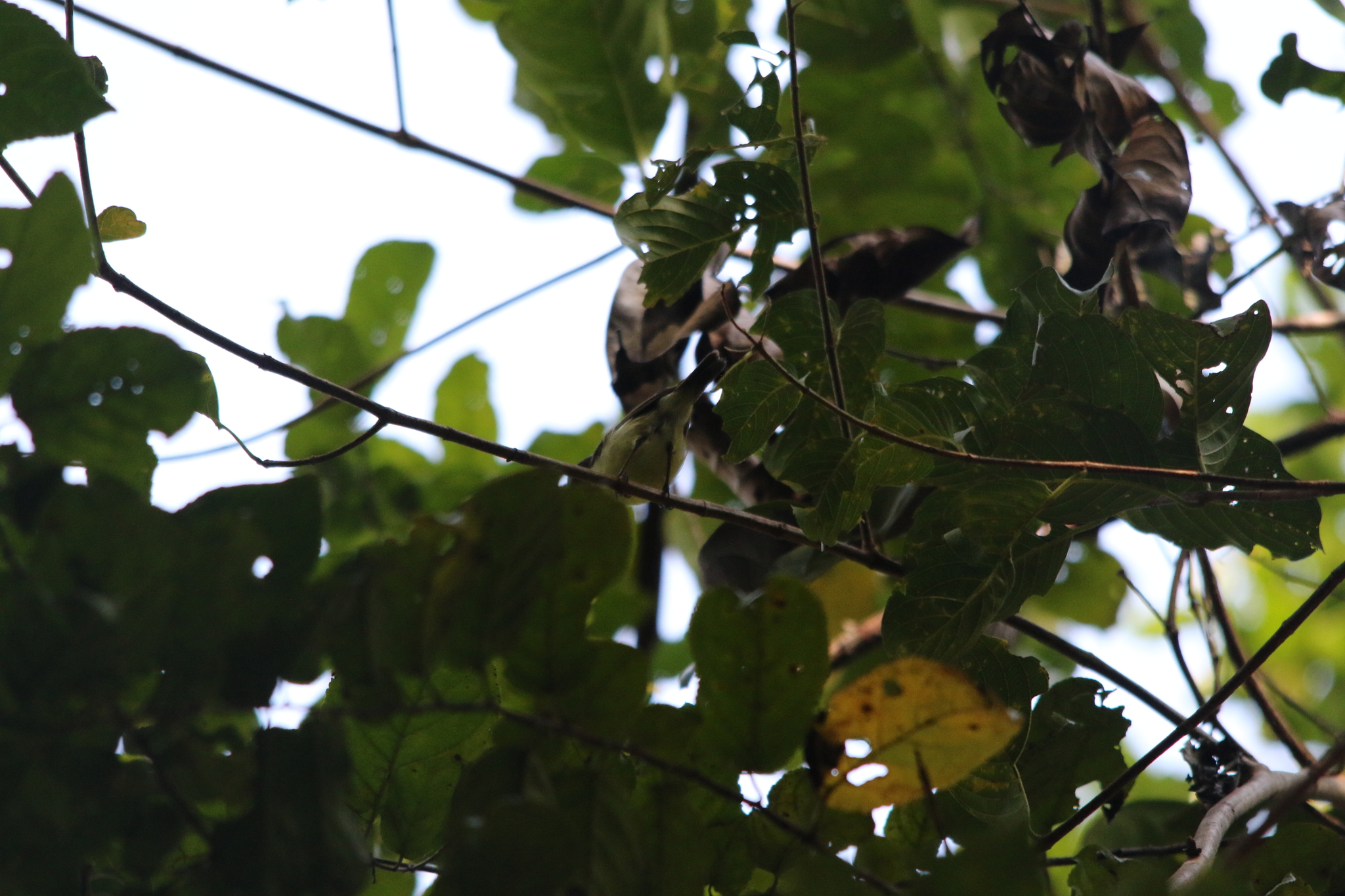 Biak Gerygone (Gerygone hypoxantha), photo 8