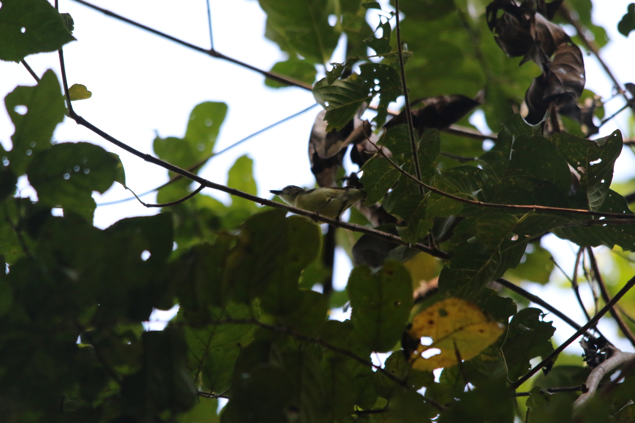 Biak Gerygone (Gerygone hypoxantha), photo 6