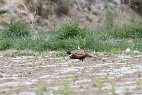 Ring-necked Pheasant