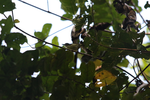 Biak Gerygone (Gerygone hypoxantha), photo 8