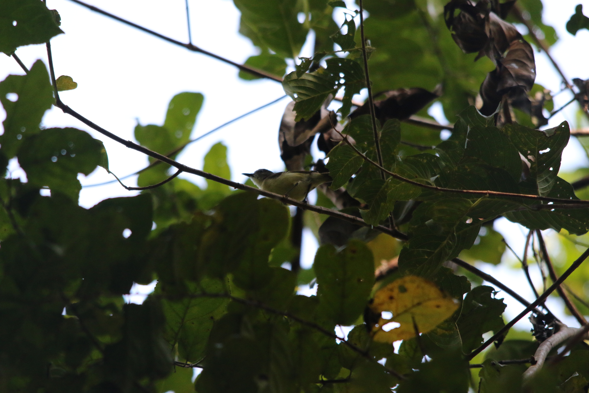 Biak Gerygone (Gerygone hypoxantha), photo 7