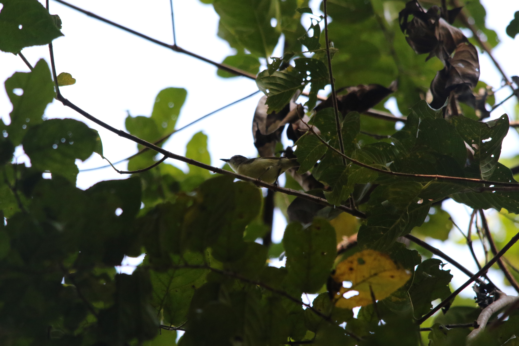 Biak Gerygone (Gerygone hypoxantha), photo 10