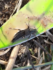 Philonthus decorus
