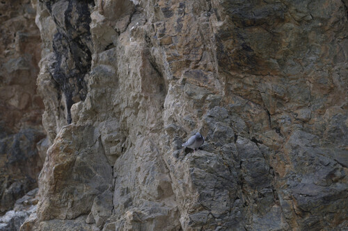 Hill Pigeon