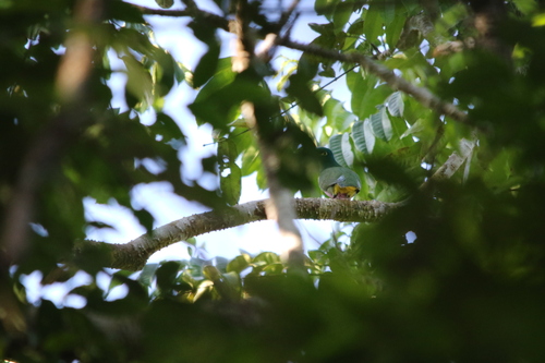 Geelvink Fruit Dove (Ptilinopus speciosus), photo 9