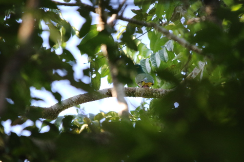 Geelvink Fruit Dove (Ptilinopus speciosus), photo 10