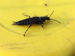 Philonthus decorus