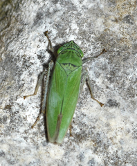 Draeculacephala inscripta