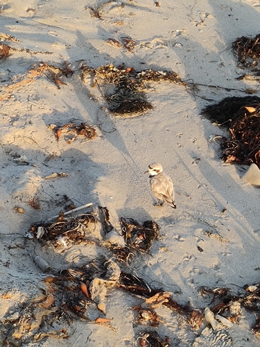 iNaturalist observation photo of Snowy Plover