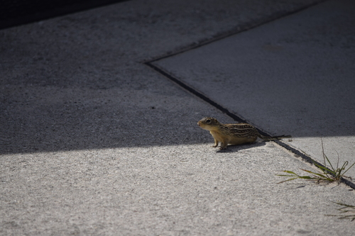 Thirteen-lined Ground Squirrel observed by damoosie