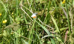 Anthocharis julia flora