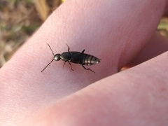 Philonthus decorus