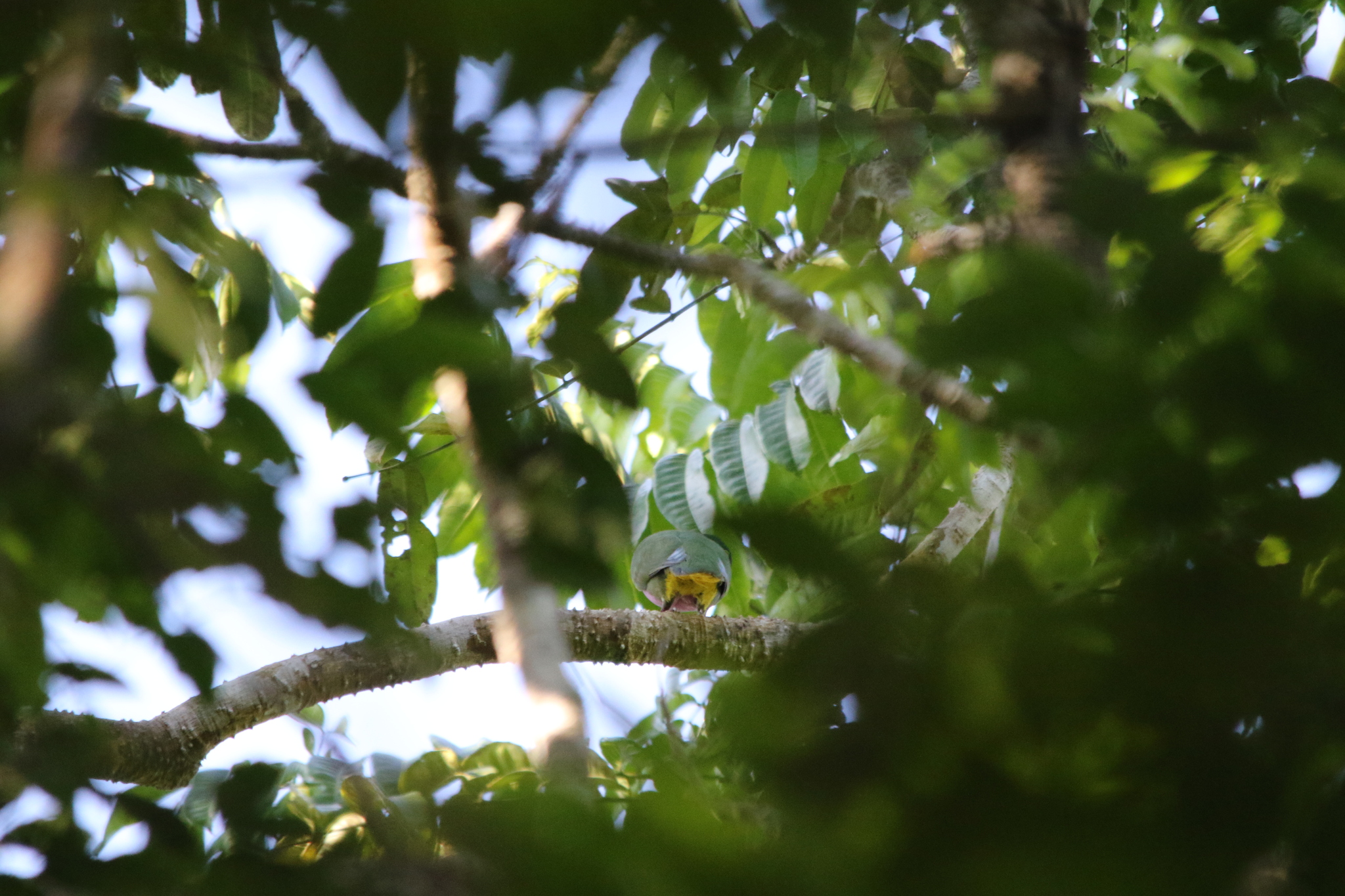 Geelvink Fruit Dove (Ptilinopus speciosus), photo 8
