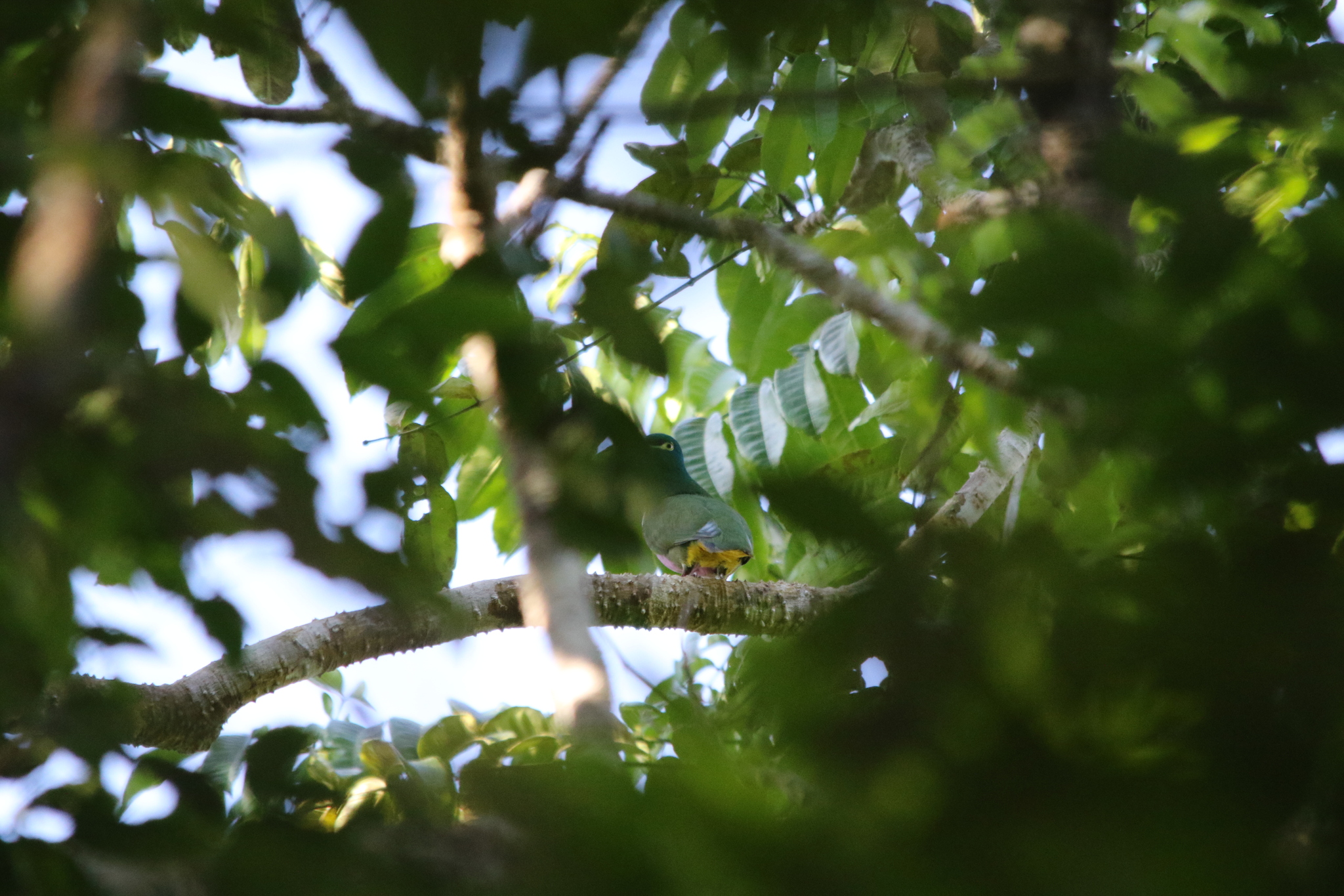 Geelvink Fruit Dove (Ptilinopus speciosus), photo 7