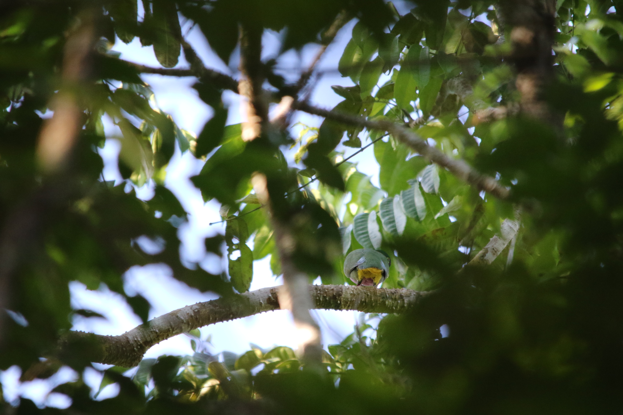 Geelvink Fruit Dove (Ptilinopus speciosus), photo 9