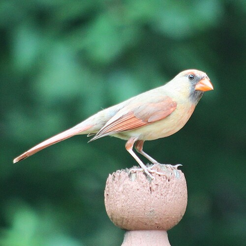 Northern Cardinal