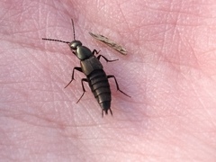 Philonthus decorus