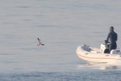 Puffinus mauretanicus