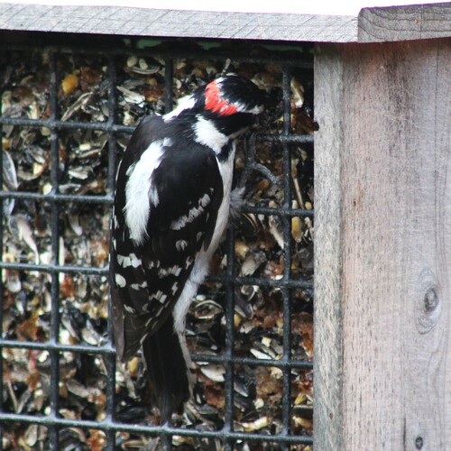 Downy Woodpecker