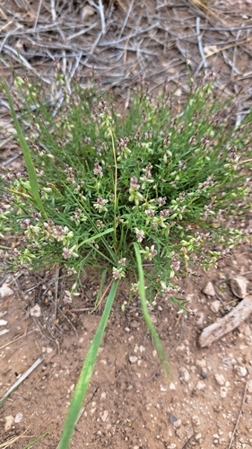 Broom Milkwort