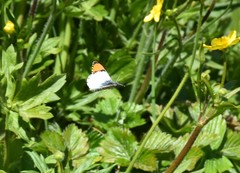 Anthocharis julia flora