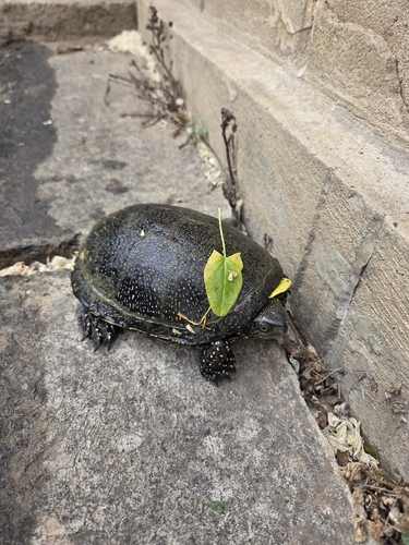 European Pond Turtle