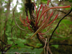 Exobasidium parvifolii
