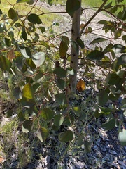 Eucalyptus cladocalyx