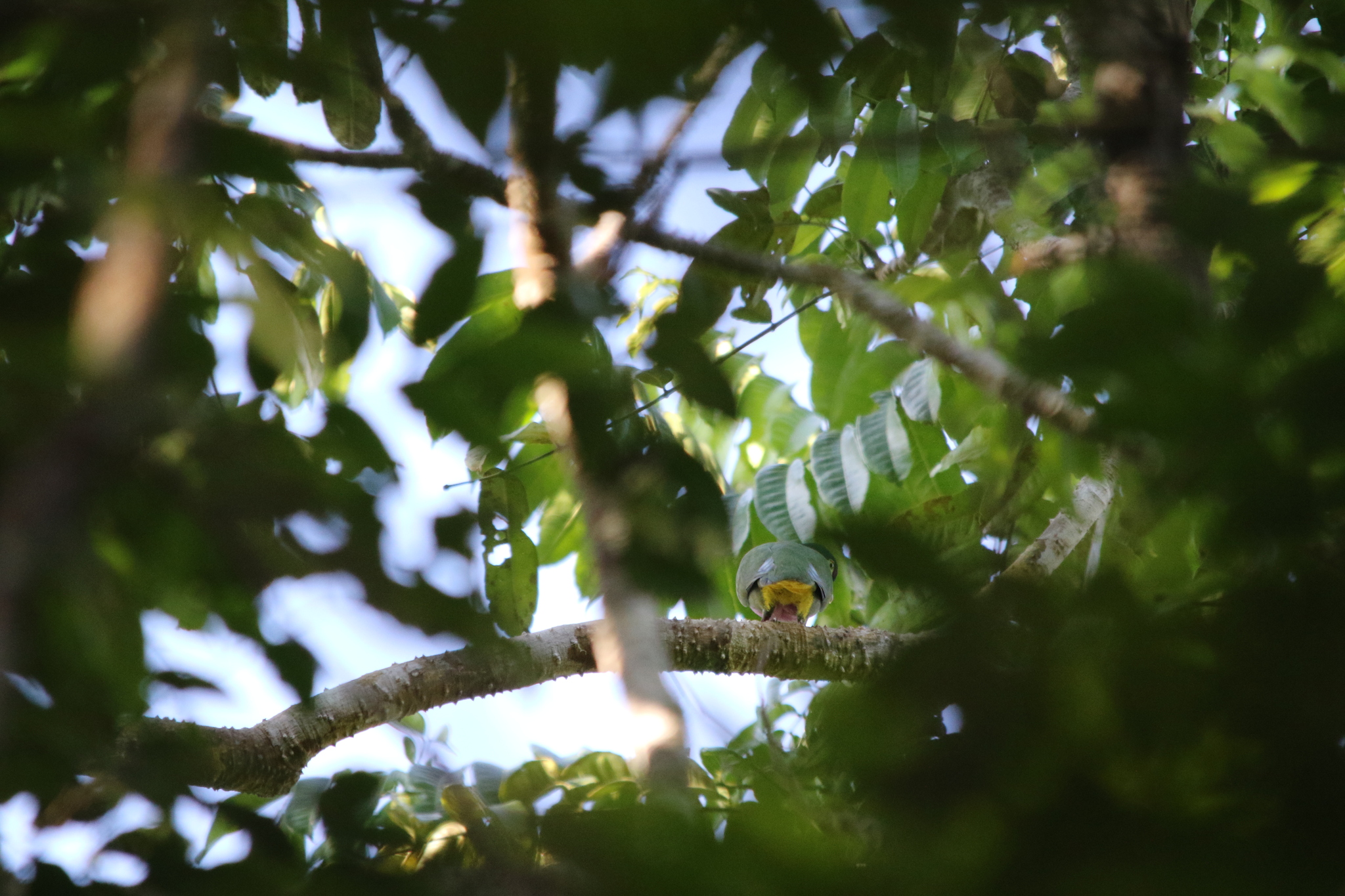 Geelvink Fruit Dove (Ptilinopus speciosus), photo 10