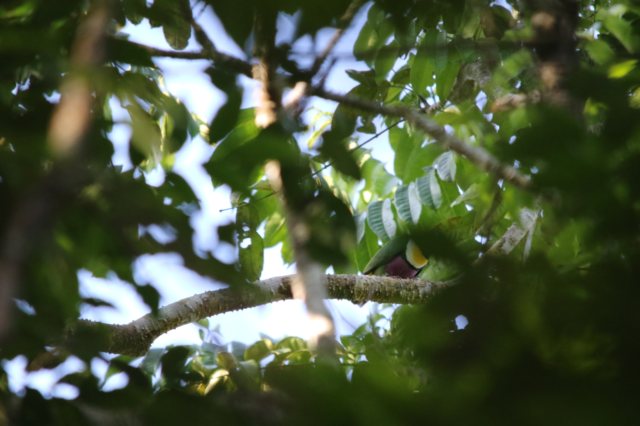 Geelvink Fruit Dove (Ptilinopus speciosus), photo 1