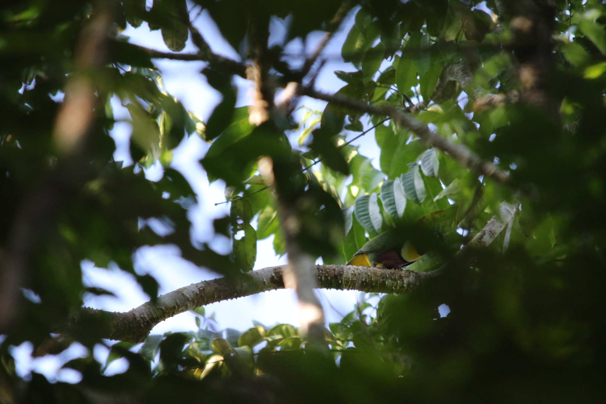 Geelvink Fruit Dove (Ptilinopus speciosus), photo 2