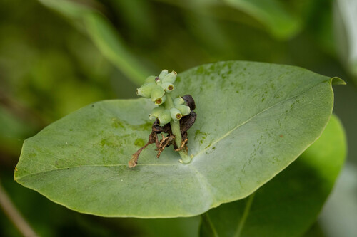 Lonicera reticulata, photograph 4