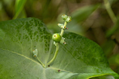 Lonicera reticulata, photograph 5