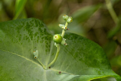 Lonicera reticulata, photograph (c) daksu, some rights reserved (CC BY)