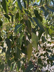 Eucalyptus cladocalyx