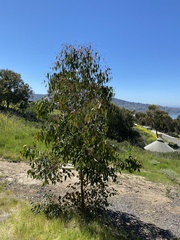 Eucalyptus cladocalyx