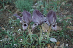 Iris acutiloba