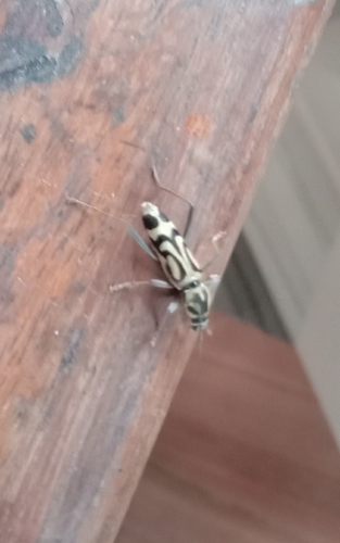 Bamboo Tiger Longhorn