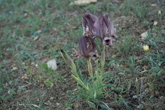 Iris acutiloba
