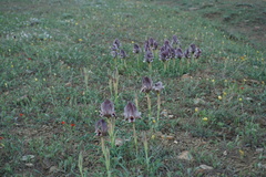 Iris acutiloba