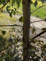 Eucalyptus cladocalyx