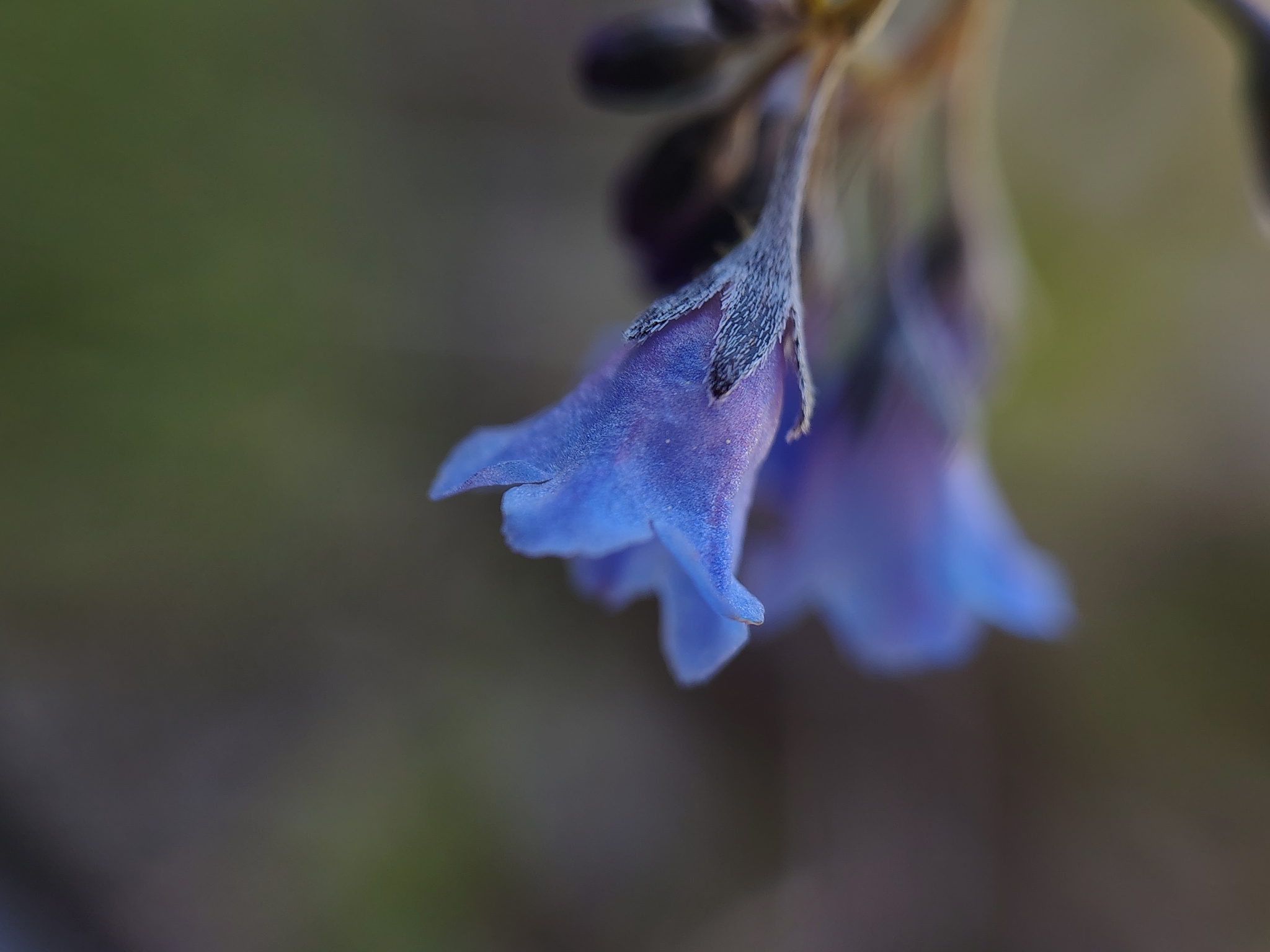 Imagem de Mertensia bella