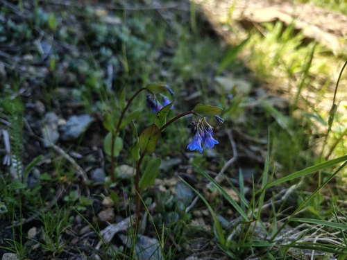 Foto de Mertensia bella