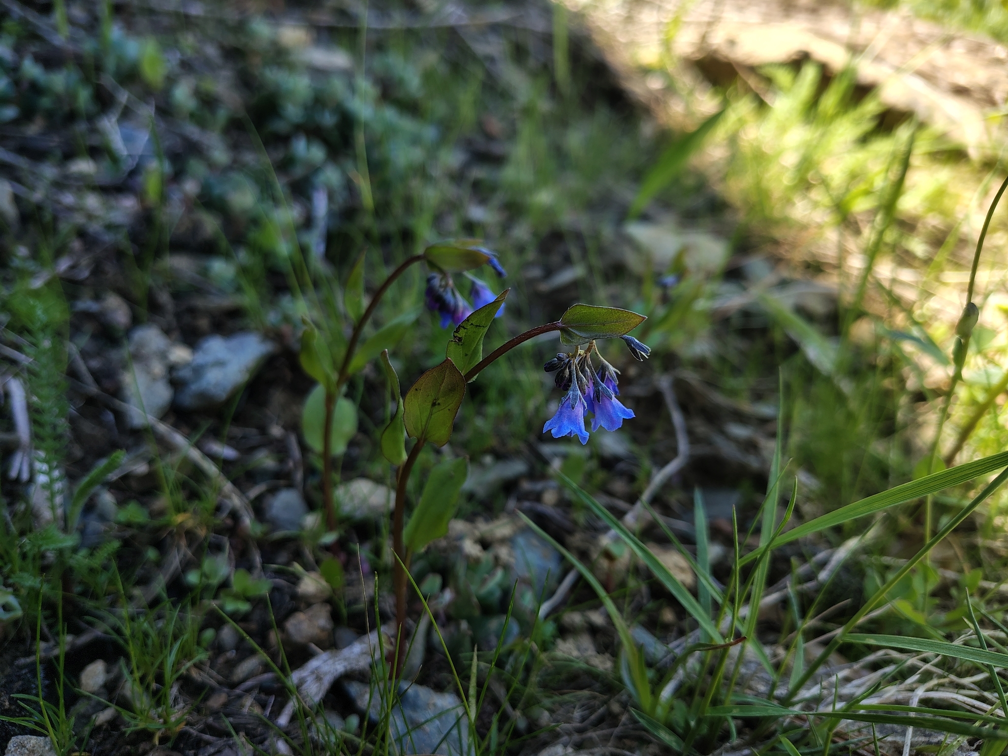 Imagem de Mertensia bella